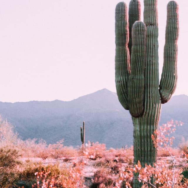 Light Rock Lifestyle